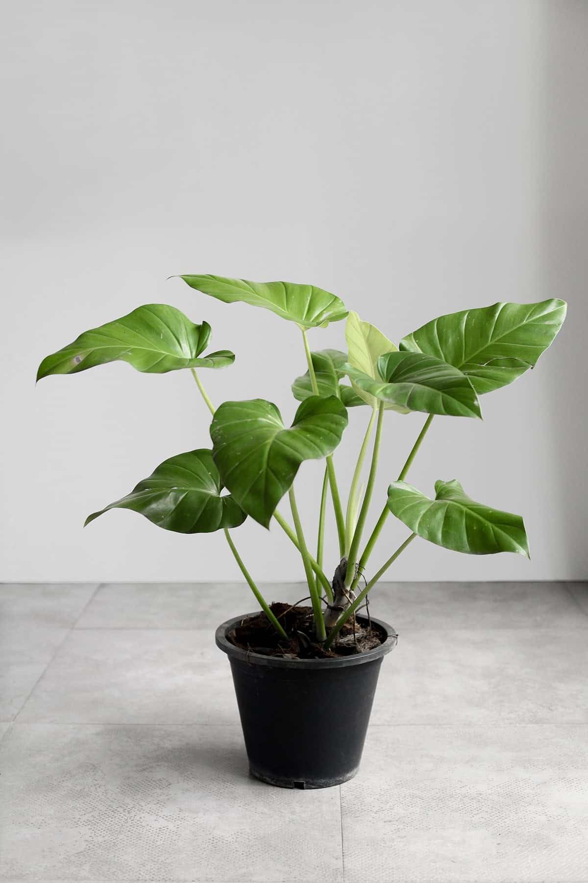 Giganteum | Indoor Plants Philippines
