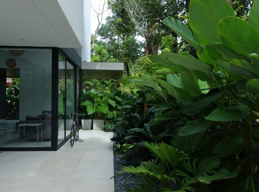 Modern House - Tierra Plants